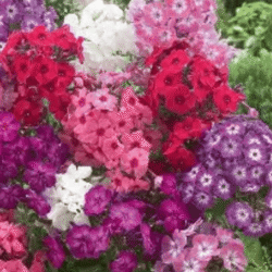 градински флокс с цветни съцветия