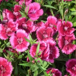 Среден градински карамфил (Dianthus ) с червено-бели цветове близък план