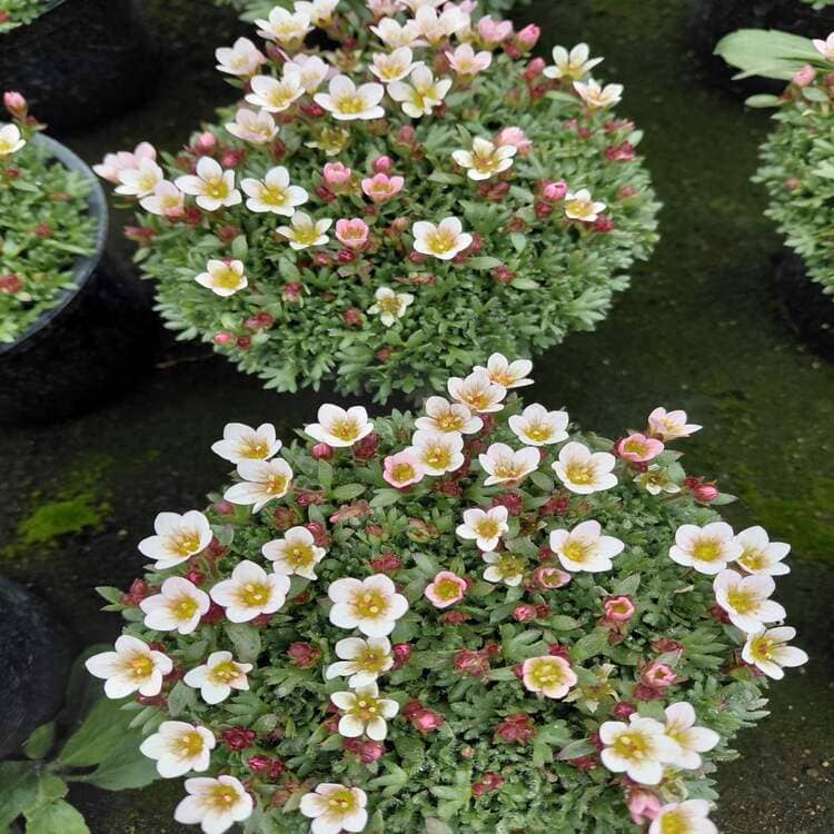 Камениломка (Saxifraga) с нежни цветове в алпинеум
