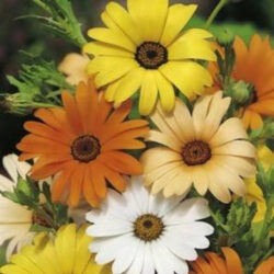 африканска маргаритка (Osteospermum)