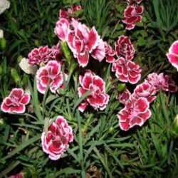 мини градински карамфил (Dianthus) декоративно цвете