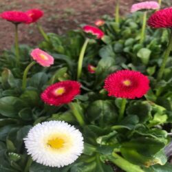 паричка (Bellis perennis) с бели, розови и червени цветове